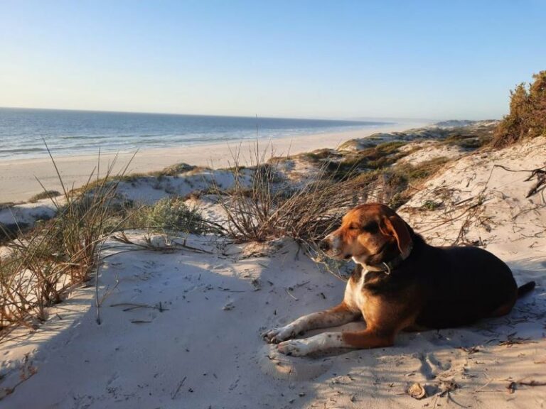 Special Feature Pet Friendly 768x576