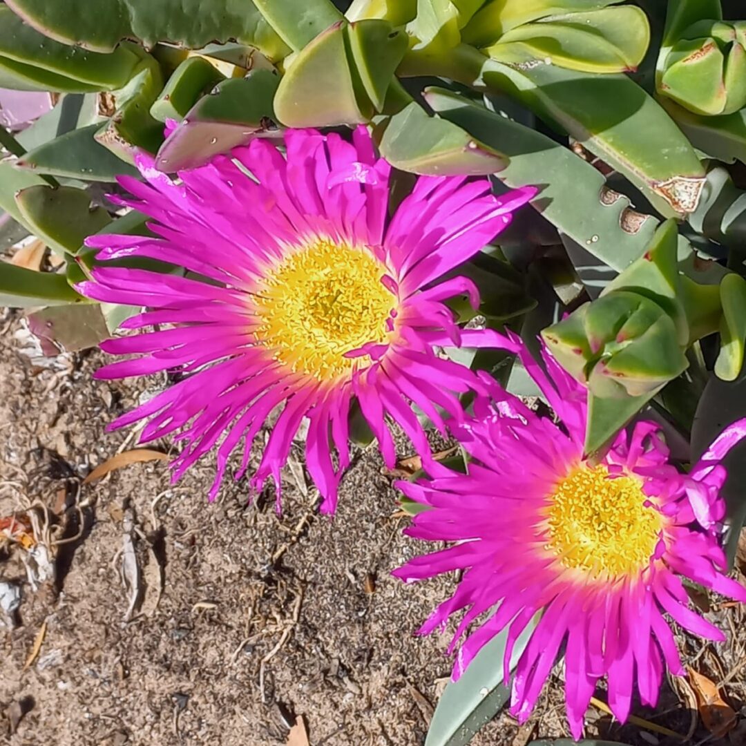 Vygies - Bergrivier Tourism